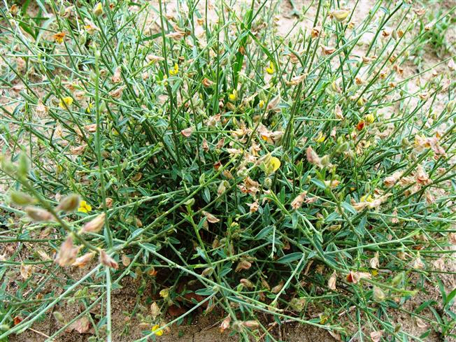 Crotolaria burhia